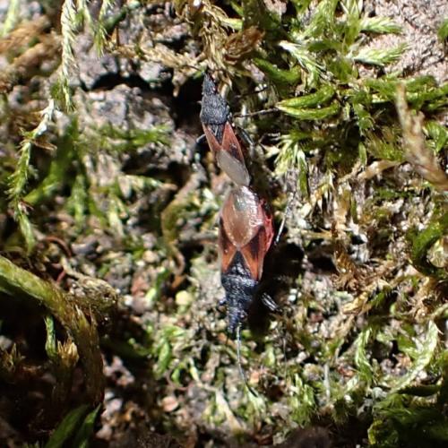 Réf. 328 733 : Oxycarenus lavaterae